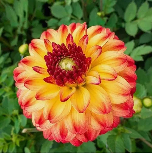 Vista 3 de Semillas de dalia de colores mixtos, 100 unidades de semillas de plantas de jardinería reliquia