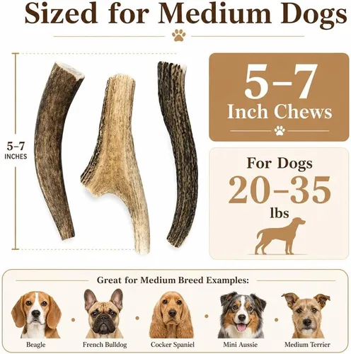 Vista 2 de Cuernos de ciervo medianos masticables para perros, 5-7 pulgadas, paquete de 3, fabricados en Texas