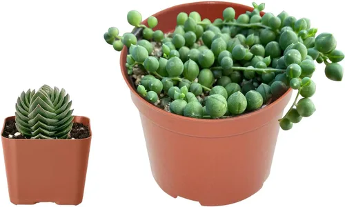 Vista 3 de Juego de suculentas vivas, cadena de perlas de 4 pulgadas y Echeveria 'Melaco' de 2 pulgadas, planta de interior de fácil cuidado para decoración