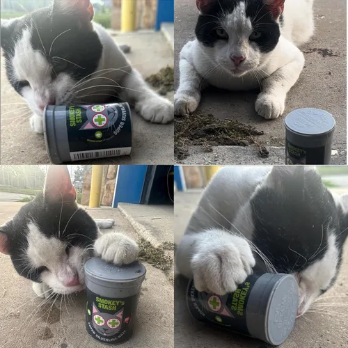 Vista 6 de Smokey's Stash Silvervine Haze - Potente mezcla de hierba gatera y vid plateada para gatos