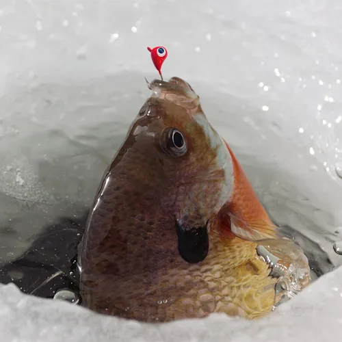Vista 6 de 24 piezas de plantillas de pesca en hielo para Panfish Crappie Sunfish Walleye Ice Fishing Jig Box Accesorios de pesca en hielo Caja de aparejos
