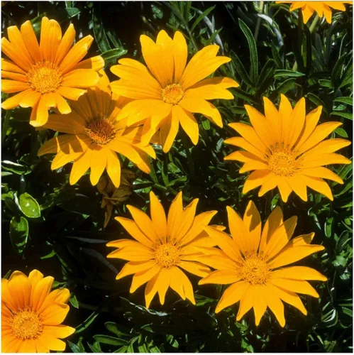 Vista 3 de everwilde granjas – Gazania flores silvestres semillas – oro Vault