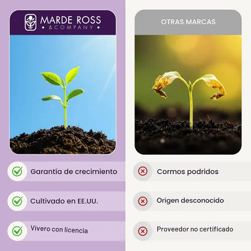 Vista 4 de Cormos de Azafrán Crocus para Plantar – 10 Cormos Grandes – Flores Púrpuras – Bulbos Perennes para Plantación al Aire Libre que Producen la Especia