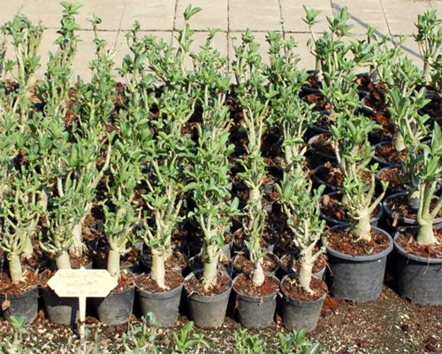 Vista 3 de Juego de 4 plantas de árbol bonsái Adenium Thai Socotranum Desert Rose Bonsai Decoración Registrado Track Online 100% garantía Satisfacción