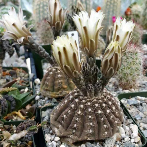 Vista 9 de Gymnocalycium ragonesii Cactus Cactus Suculenta Planta Real
