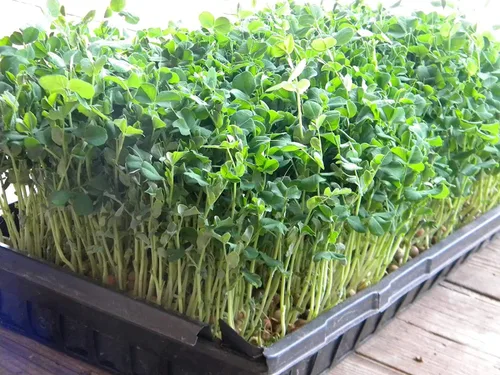Vista 2 de Semilla de germinación de guisantes verdes, sin OMG, 16 onzas, marca Country Creek, guisantes verdes para brotes, plantación de jardín, cocina