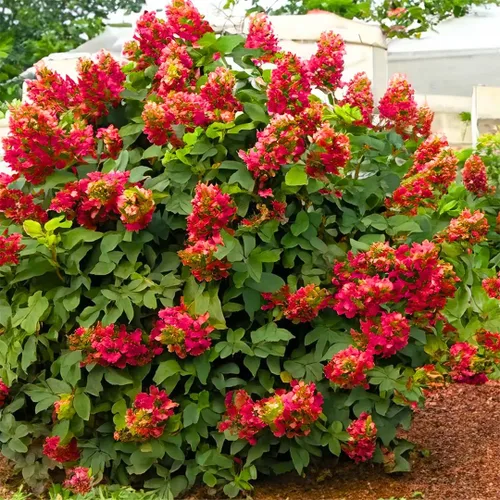 Vista 12 de Plantas de árbol de arbusto de hortensias vivas, 5-9 pulgadas de alto, sin maceta, inactivas en invierno, cambian de color, plantación perenne