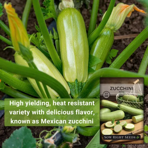 Vista 3 de Sow Right Seeds - Semilla de calabacín gris para plantar - Paquete de reliquia sin OMG con instrucciones para plantar un huerto casero - Calabacín