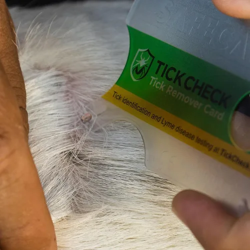 Vista 6 de TickCheck Tarjeta eliminadora de garrapatas, herramienta de eliminación de garrapatas de tamaño billetera con tarjeta de identificación