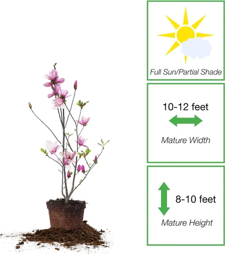 Vista 2 de Perfect Plants Jane Magnolia - Árbol de 1 galón, planta viva