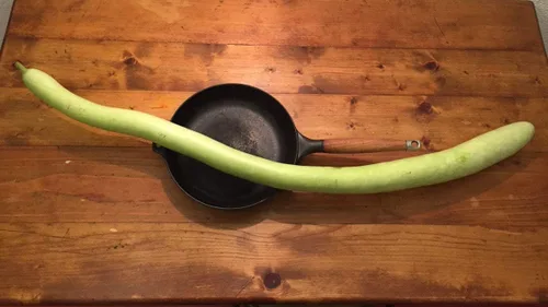 Vista 4 de Semillas Calabash Calabash Long Gourd Lagenaria Serpantine Heirloom Vegetal para plantar sin OMG