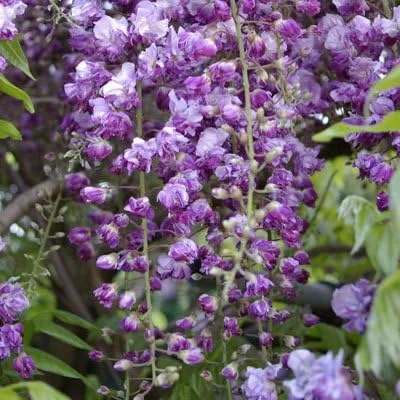 Vista 2 de Black Dragon Wisteria Vine - Vid fragante de doble floración 2 años