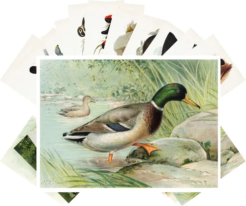 Vista 8 de PIXILUV Postales vintage (24 piezas de 4 x 6 pulgadas cada una) Pinturas de pájaros bonitos de loros y cacatúas, postales vintage, tarjetas