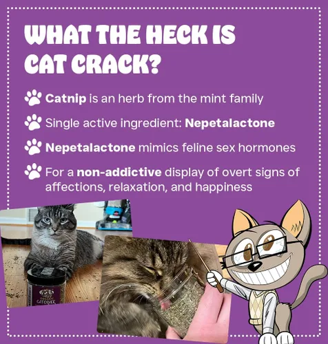 Vista 2 de Cat Crack Hierba Gatera, Mezcla de Hierba Gatera Inductora de Zoomies, Hecha en América del Norte y 100% Natural, Tratamientos de Hierba Gatera
