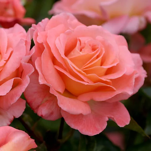Vista 4 de Heirloom Roses Planta de rosas - Acapella® Rosa Rosa Bush, Té híbrido Planta viva para plantar al aire libre