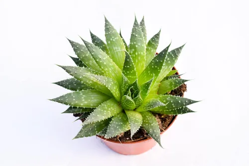 Vista 3 de Planta suculenta de aloe vivo, suculenta de aloe grande de 4 pulgadas completamente enraizada (Aloe Aristata)