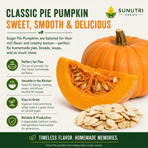 Vista 3 de Semillas de calabaza, más de 25 pasteles de azúcar, reliquia, semillas sin OMG, Cucurbita Pepo