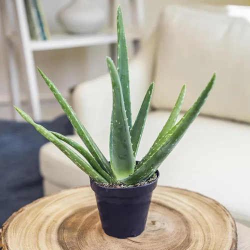 Vista 7 de Planta de aloe vera plantas suculentas vivas (paquete de 3), plantas suculentas vivas de aloe vera, planta de aloe vivo en maceta de aloe, plantas