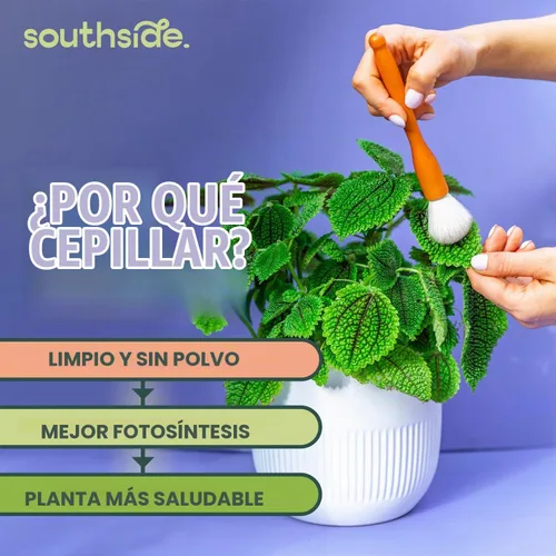 Vista 3 de Southside - Cepillos de limpieza para plantas suculentas y cactus, asas de madera con cerdas suaves de pelo de cabra, herramientas de limpieza