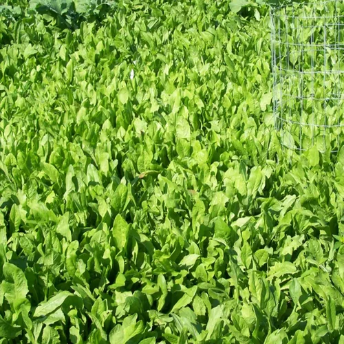 Vista 3 de BioLogic Aditivo de rendimiento para parcelas de achicoria, semillas de aditivo de cultivo de achicoria, fuente de proteína ideal para áreas secas