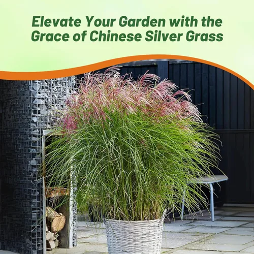 Vista 5 de Outsidepride - 250 semillas de la hierba ornamental perenne Miscanthus Sinensis Early Hybrids [Chinese Silver Grass] para sembrar