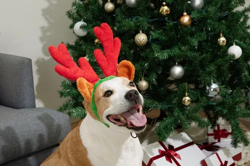 Vista 7 de Cuernos de reno de Navidad con orejas para grandes perros por Midlee