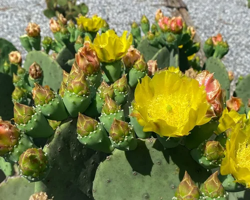 Vista 5 de Creation Cultivated - Live "Spineless Tunly Pear Cactus" - Opuntia cacanapa "Ellisiana" (1 corte de almohadilla) / Cactus resistente al invierno