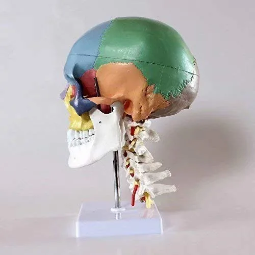 Vista 2 de Modelo de enseñanza anatómica del cráneo humano con 7 vértebras cervicales y arteria con soporte