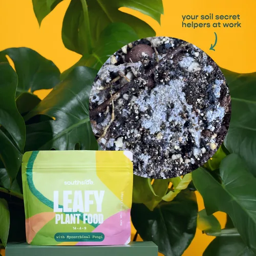 Vista 5 de Alimento para plantas frondosas con hongos micorrízicos - Uso durante todo el año - Produce 200 litros de fertilizante suave para plantas