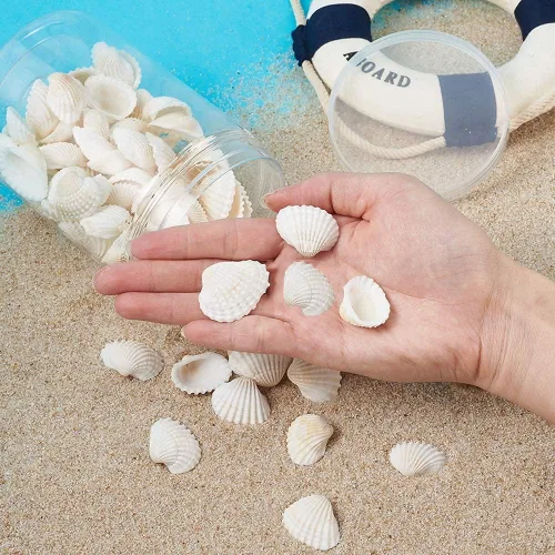 Vista 6 de Conchas marinas pequeñas y blancas en masa, conchas naturales para manualidades, decoración del hogar, relleno de jarrones