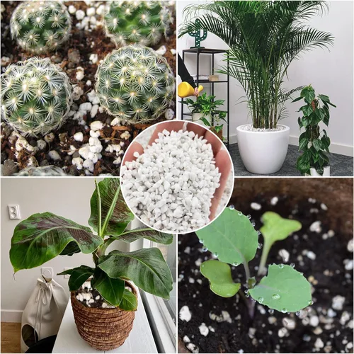 Vista 7 de Legigo 2 Cuartos de Perlita Hortícola Orgánica para Plantas de Interior - Aditivo Acondicionador Natural de Suelo Hortícola Mezcla para Mejorar