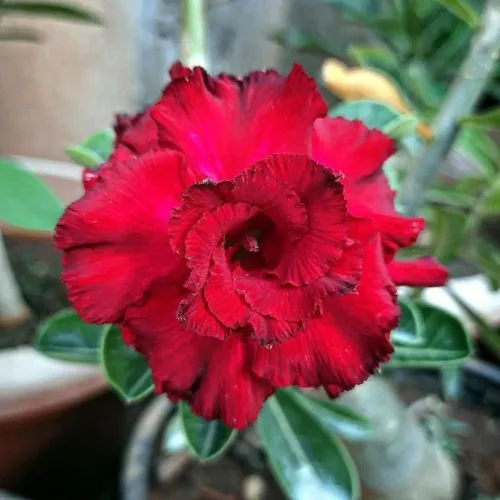 Vista 4 de Planta de rosa del desierto Adenium, rosa del desierto para principiantes para plantar en interiores y exteriores, 10-15 cm, plántula suculenta