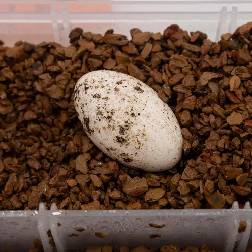 Vista 7 de Pangea Hatch - Sustrato de incubación de huevos de reptil prémium (1 lb)