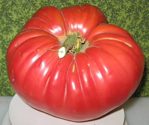 Vista 3 de Semillas Red Giant Beefsteak Tomate Indeterminado No GMO Heirloom