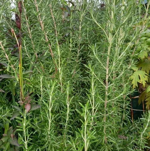 Vista 5 de Paquete de 6 plantas iniciales de romero ARP, plantas de hierbas de romero rectas, plantas fragantes de romero de 3 a 6 pulgadas de alto, cultivo