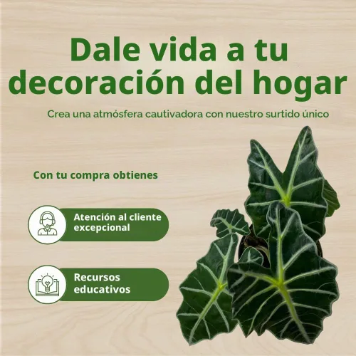 Vista 7 de BubbleBlooms Alocasia Polly Máscara africana Amazonica en maceta de 6 pulgadas