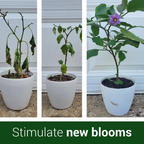 Vista 5 de Elm Dirt 's Bloom Juice para todas las plantas con flores (botella de 1-32 onzas)