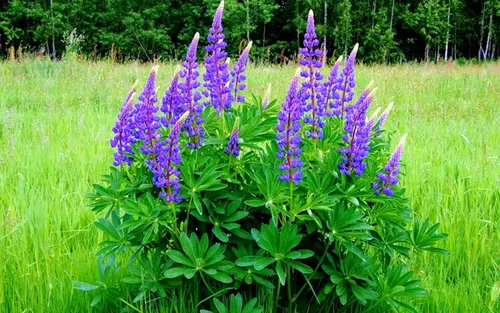 Vista 2 de Semillas Blue Lupine King Canute Flores Perennes