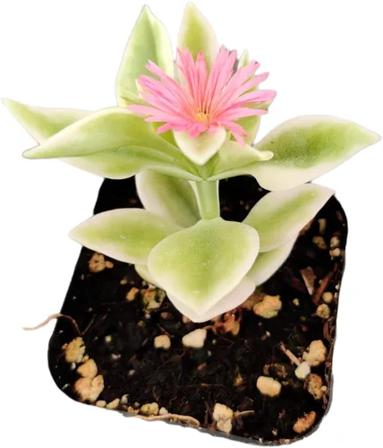 Vista 5 de Plantas de cactus suculentas vivas de USKC (maceta de 2 pulgadas) (Adromischus Maculatus)