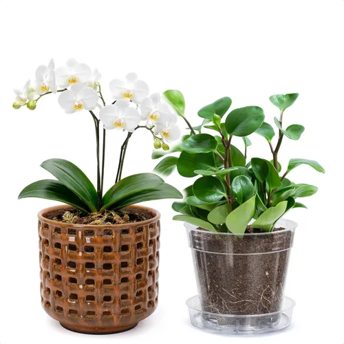 Vista 15 de D'vine Dev Orchid Pot, Clear Pot & Saucer, Smoked White, 6.7 in, 28-A-Y-1 Blanco ahumado