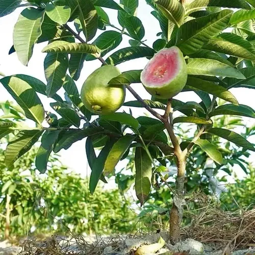 Vista 3 de 100 semillas de guayaba rosa para plantar: semillas de árboles frutales tropicales para jardín y contenedores