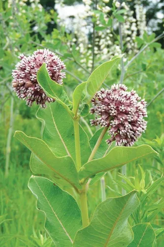 Vista 4 de Semillas nativas de algodoncillo común para plantar (100 semillas) – Asclepias syriaca – Ideal para Butr»