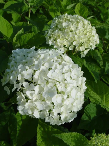 Vista 2 de Hortensia arb. 'Annabelle' (hortensia suave) Arbusto, flores de cabeza de fregona blancas, #3 - Contenedor