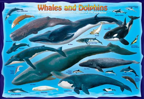 Vista 2 de EuroGraphics - Rompecabezas Ballenas y Delfines, 100 piezas
