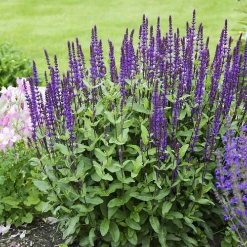 Vista 2 de 1 planta viva de salvia para exteriores, arbustos de salvia de 4 a 8 pulgadas de alto, sin maceta (azul púrpura salvia)