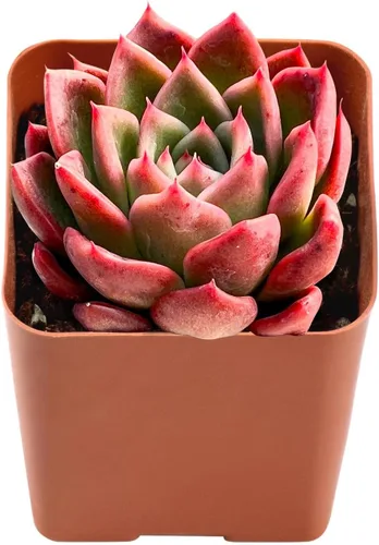 Vista 11 de Plantas de interior vivas suculentas "Bead Vine", tamaño aproximado de 2 pulgadas, suculentas en maceta, completamente enraizadas, de fácil cuidado