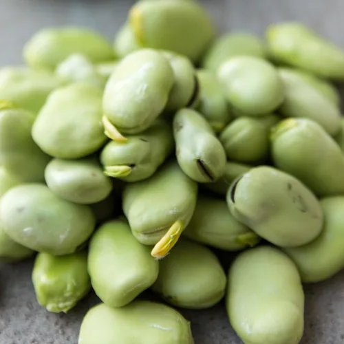 Vista 6 de Seed Needs Semillas de Frijol Lima para Plantar Frijoles Henderson Lima - Semillas de Vegetales Heirloom Sin OMG y Sin Tratar para Plantar un Jardín