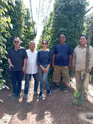 Vista 10 de Pimienta Organic Kampot, granos de pimienta Camboyanos únicos seleccionados