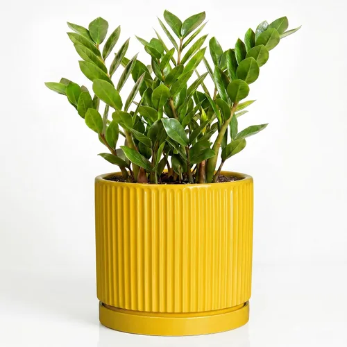 Vista 66 de 8 Inch Flower Pot, Ceramic Planters, Round Plant Pot, Beige