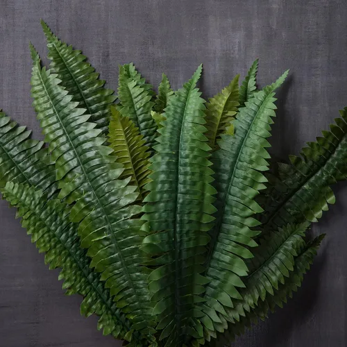 Vista 2 de Colección de helechos Boston Fern Bush de Ashland®